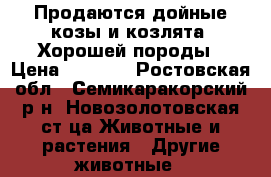 Продаются дойные козы и козлята. Хорошей породы › Цена ­ 5 000 - Ростовская обл., Семикаракорский р-н, Новозолотовская ст-ца Животные и растения » Другие животные   